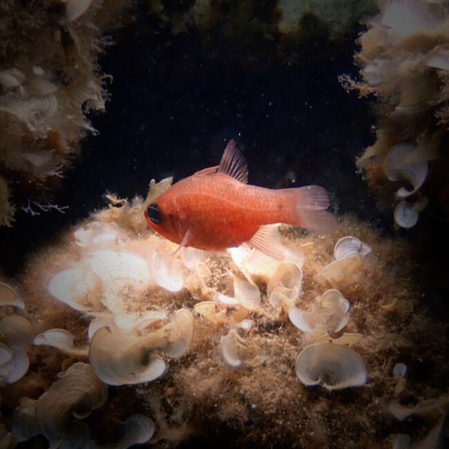 Scuba diving site Scuba diving site