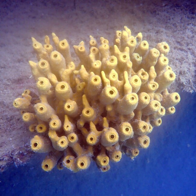 Scuba diving site Scuba diving site