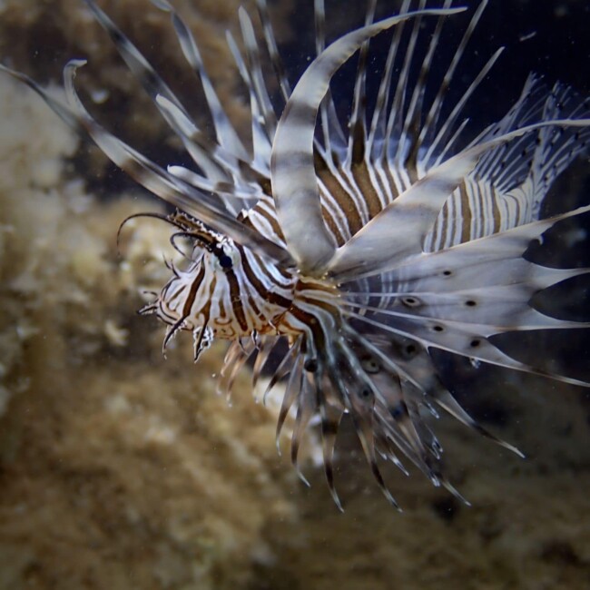 Scuba diving site Scuba diving site