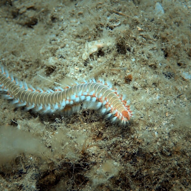 Scuba diving site Scuba diving site